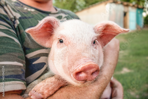 farmer holds a small piglet in his arms, Organic farm meat
