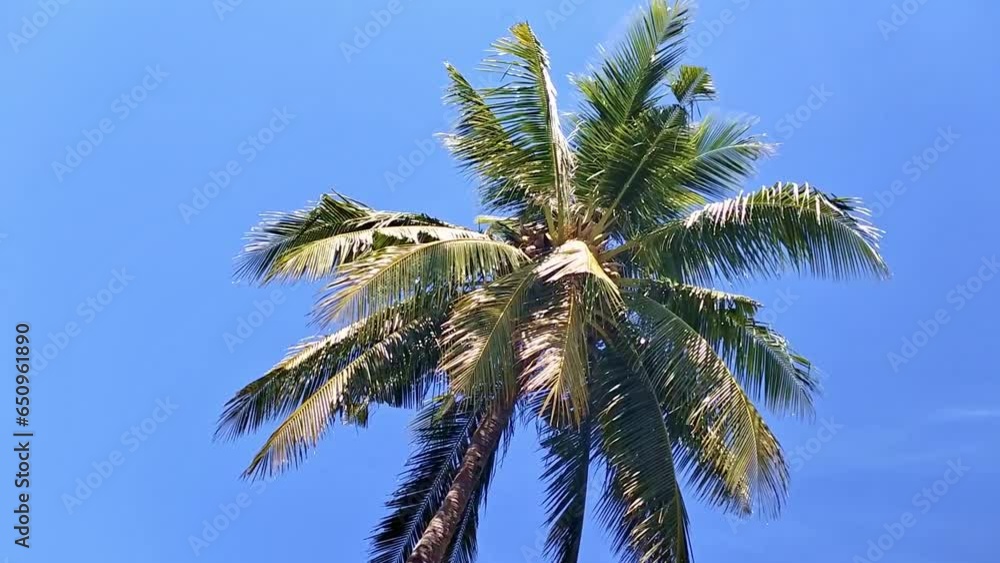 Smooth rotation view of a tropical palm tree against blue skies on a luxury vacation. Smooth rotation view of a tropical palm tree against blue skies on a luxury vacation.
