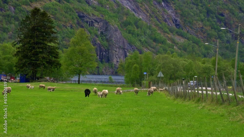 Shot of sheep and lambs on beautiful pasture alongside a path with mountain range in the background during evening time. Shot of sheep and lambs on beautiful pasture alongside a path with mountain range in the background during evening time.