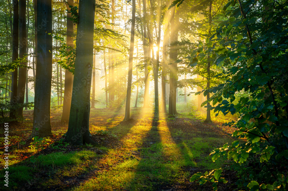 Obraz premium Sunny morning in the forest