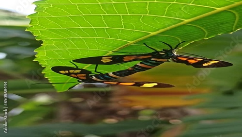 The wasp moth Euchromia elegantissima is mating photo