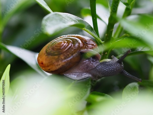 The photograph features a snail.