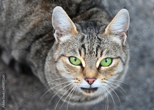 One mesmerizing cat, with piercing gaze, showcasing its unique stripes and whiskers. © senadesign