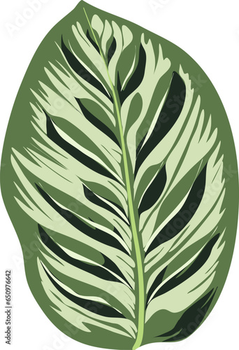 marantaceae species plant eps file vector illustration photo