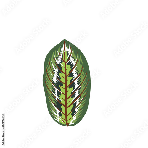 marantaceae species plant eps file vector illustration