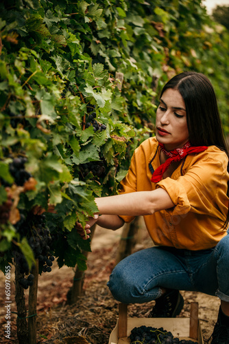  An emotional moment is captured as the Latin woman's hand gently cradles a cluster of grapes, symbolizing her connection to the land.