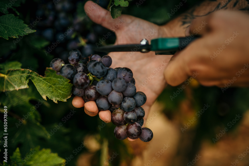 A detailed shot of the man's hand holding freshly harvested grapes highlights his passion for winemaking.