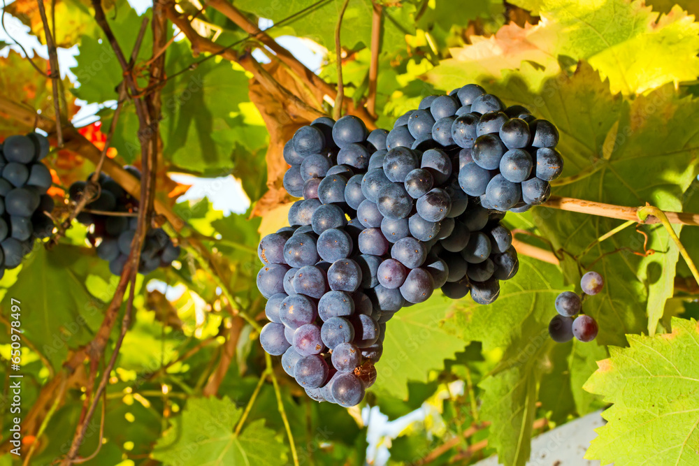 Natural blue grapes in the garden. Vine. Growing grapes.