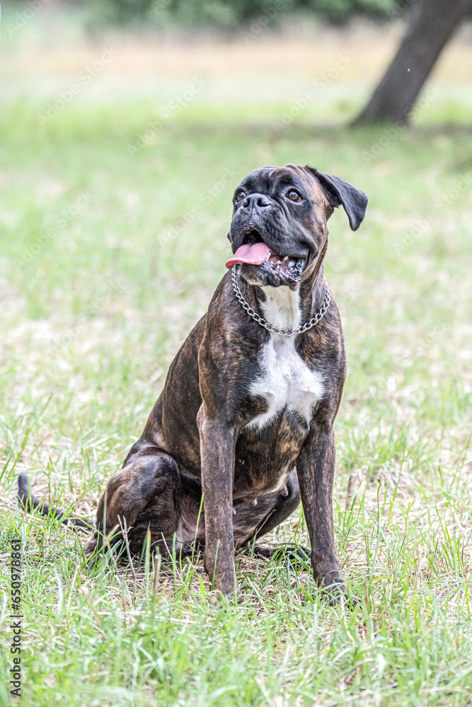 Beautiful German Boxer Dog sitting in front of green gras in a park looking cute Beautiful German Boxer Dog sitting in front of green gras in a park looking cute