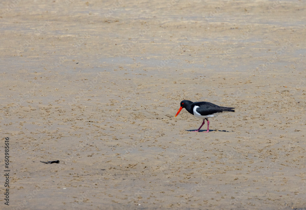 Pied Oystercatcher, water wading bird seen in natural wetland habitat in the Tweed River inlet, Australia Pied Oystercatcher, water wading bird seen in natural wetland habitat in the Tweed River inlet, Australia