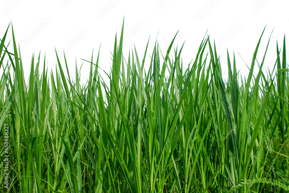 Grass for raising animals Isolated white background Grass for raising animals Isolated white background