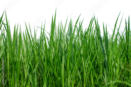 Grass for raising animals Isolated white background