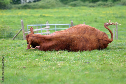 Brown dexter cow lying on the grass so trying to get rid of flies. photo
