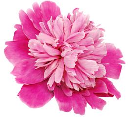 Leinwandbilder Rosa Pink peony flower  on   isolated background with clipping path. Closeup. For design. Transparent background.   Nature.  © nadezhda F