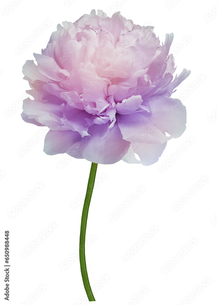 flower peony on isolated background. with clipping path. For design. Closeup. Transparent background. Nature. flower peony on isolated background. with clipping path. For design. Closeup. Transparent background. Nature.