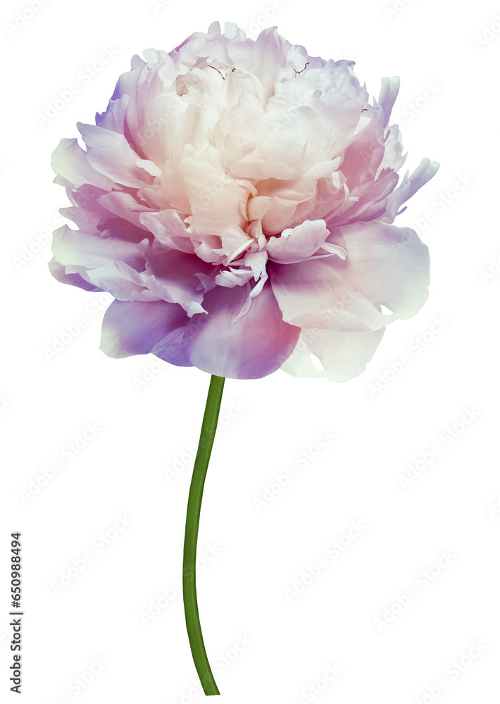 flower peony on isolated background with clipping path. For design. Closeup. Transparent background. Nature. flower peony on isolated background with clipping path. For design. Closeup. Transparent background. Nature.
