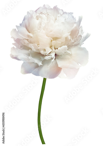 flower peony on isolated background. with clipping path no shadows. For design. Closeup.. Transparent background. Nature.