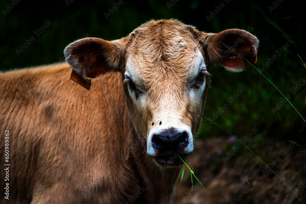 2023 06 25 RecoaroTerme cow grazing in the alps 5 2023 06 25 RecoaroTerme cow grazing in the alps 5