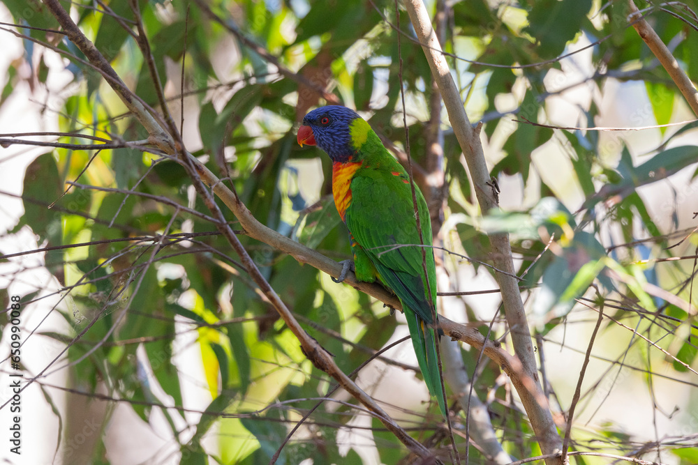 Close up view of Australian Rainbow Lorikeet in natural habitat in Eastern Australia Close up view of Australian Rainbow Lorikeet in natural habitat in Eastern Australia