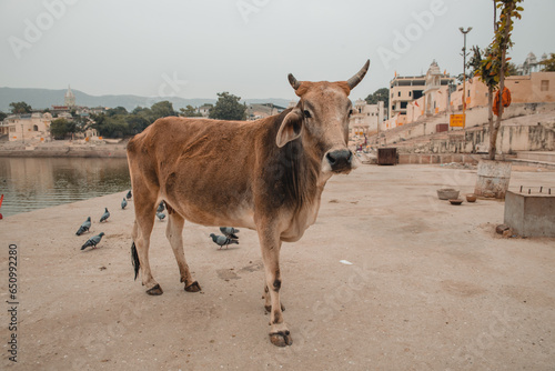 Holy cow walking freely in streets of Pushkar city, India © grthirteen
