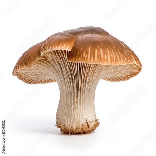 Hog mushrooms isolated on a white background