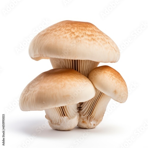 Hog mushrooms isolated on a white background