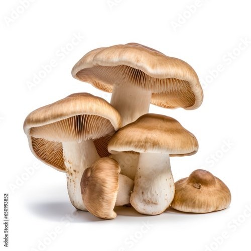 Hog mushrooms isolated on a white background