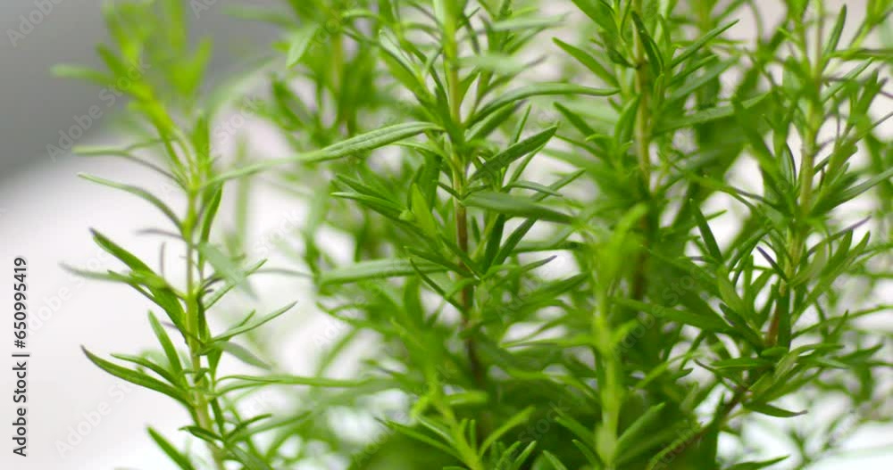 Rosemary plant rotating. Fresh herbs. Herbs for cooking. Spinning green herbs on white background. Rosemary plant rotating. Fresh herbs. Herbs for cooking. Spinning green herbs on white background.