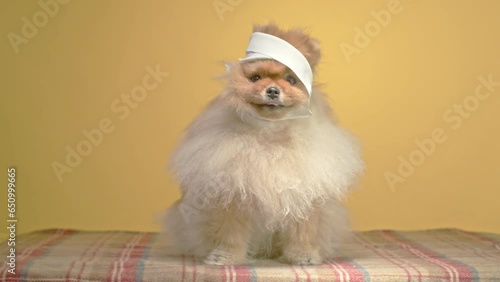 A Pomeranian Spitz, comically sporting a bandaged head, appears as if it's been pranked, all against a bright yellow background.