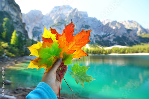 buntes Herbstlaub in der Herbstsonne