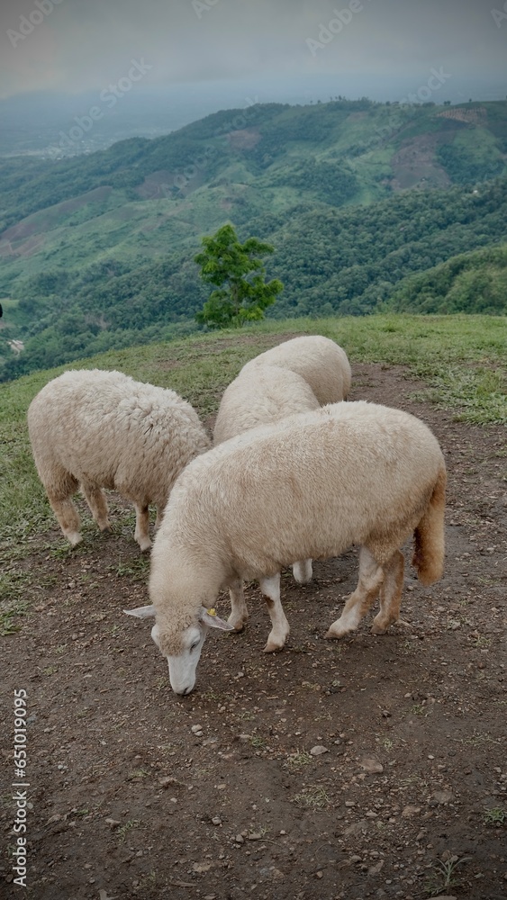 A group of sheep eating in the field. A group of sheep eating in the field.
