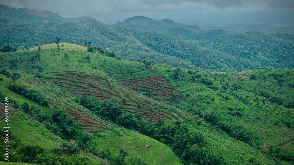 Beautiful agriculture field on Doi Chang mountain, Chiang Rai, Thailand.