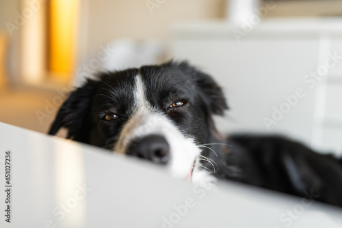 Border Collie puppy lying down on a floor
