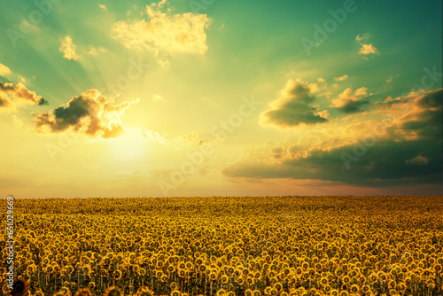 Sunflower field with beautiful sky. Aerial view