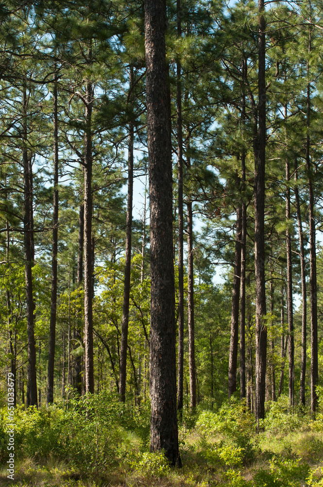 pine forest with sunlight coming through pine forest with sunlight coming through