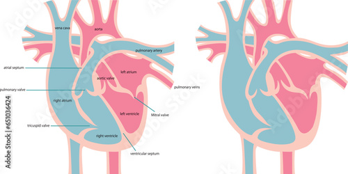 心臓の断面図／Cross section of the heart