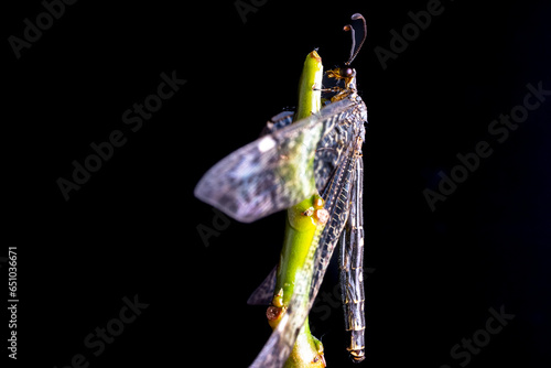 front view closeup of swamp darner dragonfly sitting on thin leafless branch against black background photo