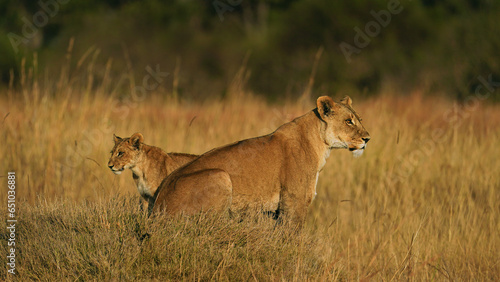 lioness and cub