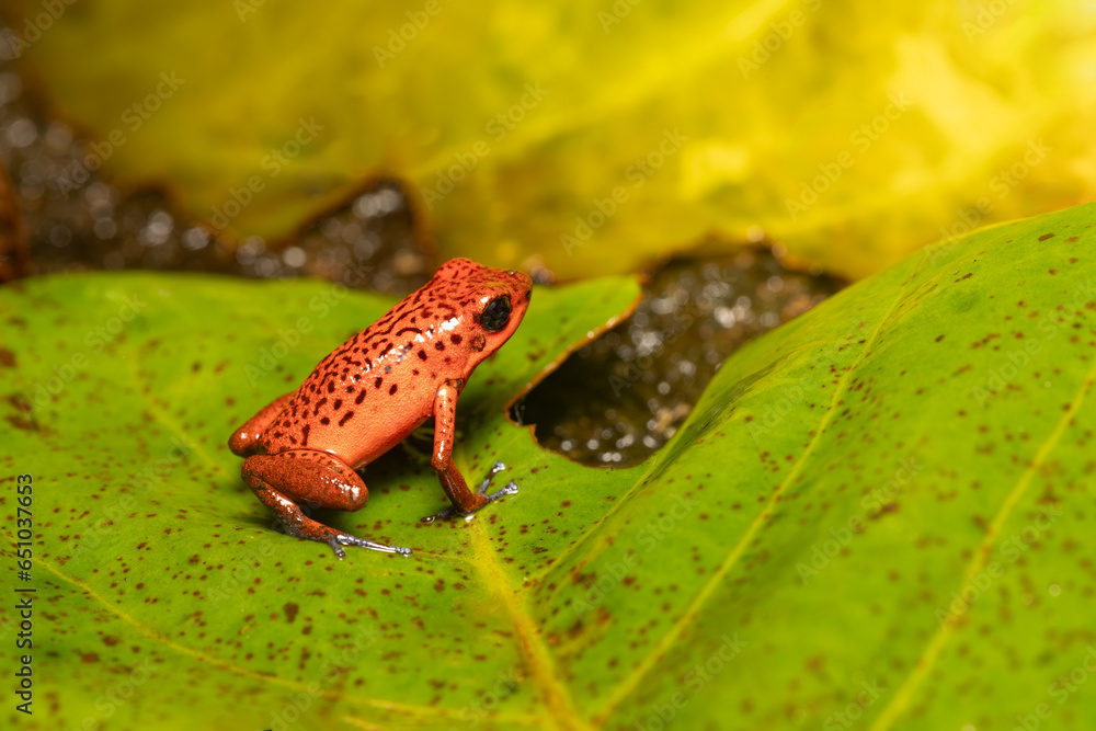 Naklejka premium Strawberry poison-dart frog (Oophaga pumilio, formerly Dendrobates pumilio), species of small poison dart frog found in Central America. Tortuguero, Costa Rica wildlife