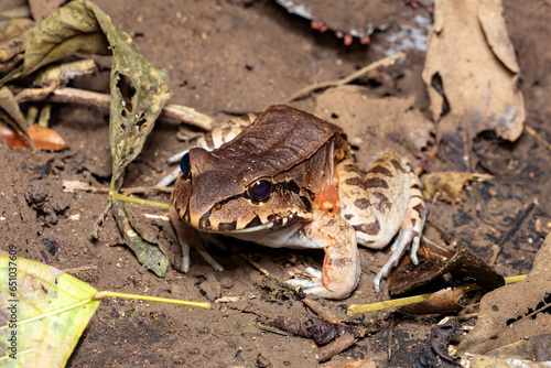 Savages thin-toed frog (Leptodactylus savagei) thin-toed frog species of leptodactylid frog, Carara National Park, Tarcoles, Costa Rica wildlife. photo