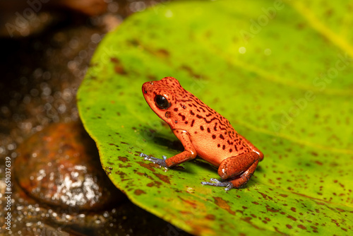 Strawberry poison-dart frog (Oophaga pumilio, formerly Dendrobates pumilio), species of small poison dart frog found in Central America. Tortuguero, Costa Rica wildlife photo