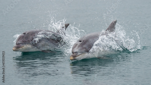 Golfinhos a nadar photo