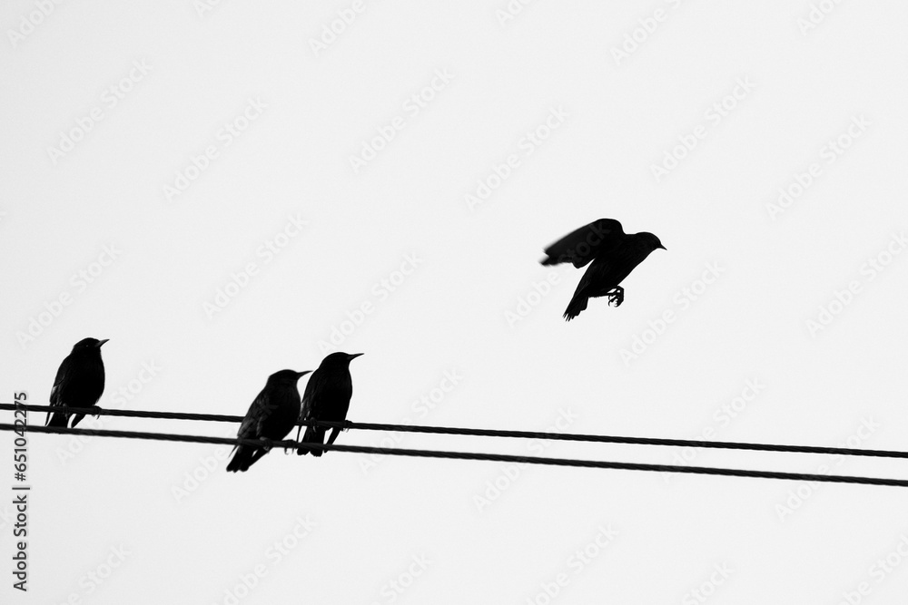 Black and white free bird flying from a cable Black and white free bird flying from a cable