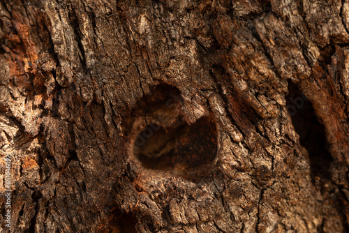 dry tree bark texture and b...