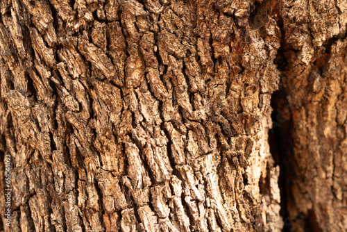 dry tree bark texture and b...