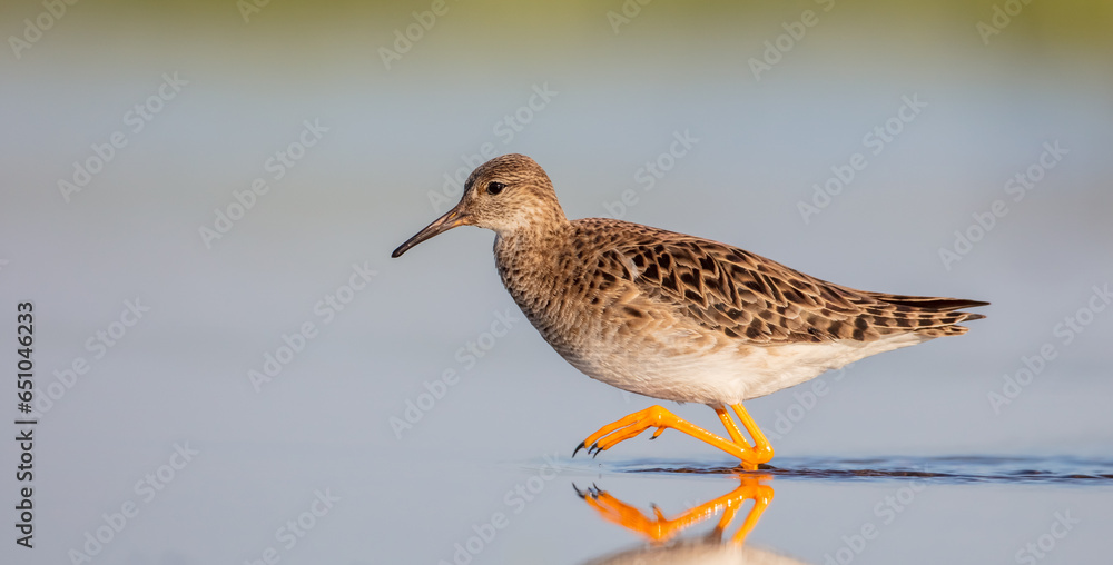 Obraz premium Ruff - female feeding at the wetland on the mating season in spring