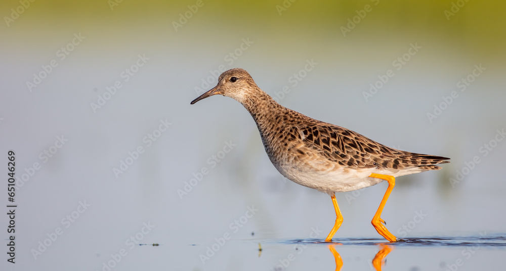 Ruff - female feeding at the wetland on the mating season in spring Ruff - female feeding at the wetland on the mating season in spring