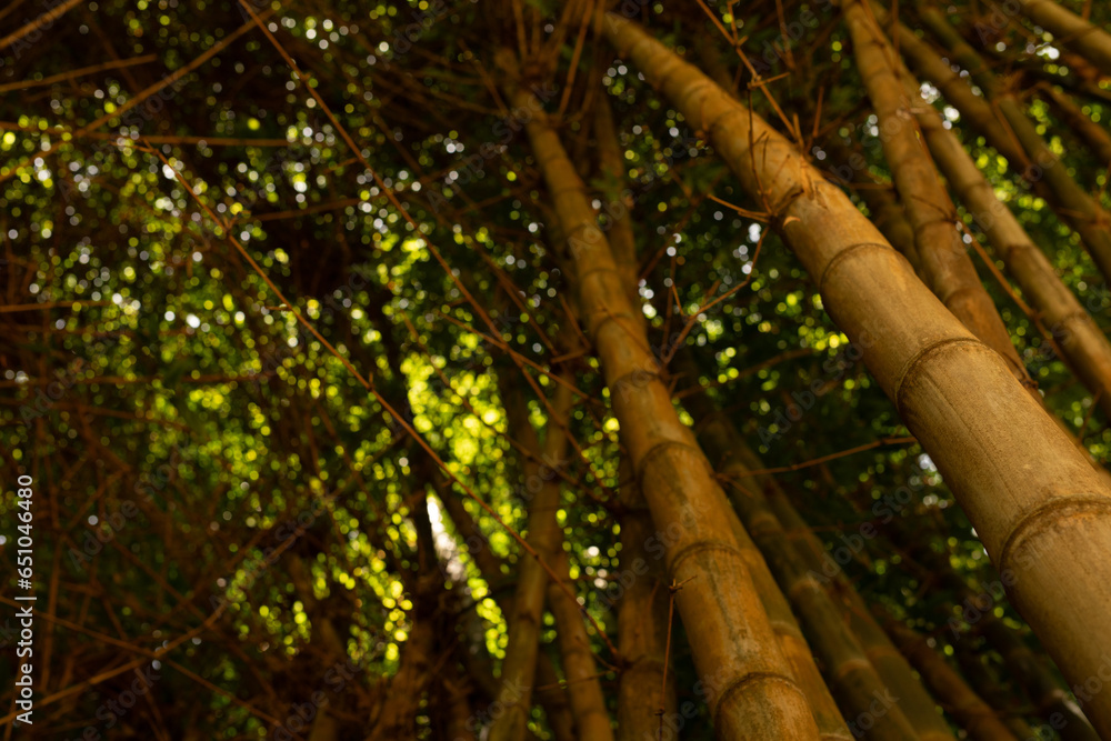Fototapeta premium bamboo