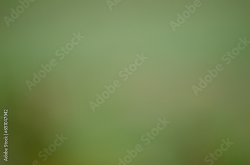 Green out of focus background for design