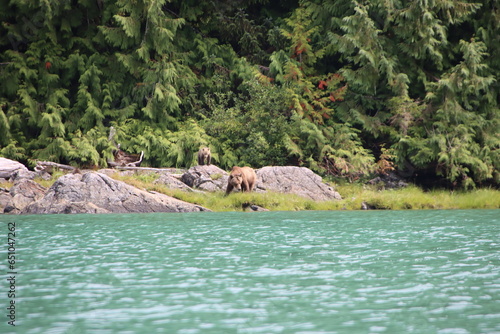 Brown Bear (Ursus arctos), aka Grizzly Bear, and cubs, Knight Inlet, British Columbia, Canada.